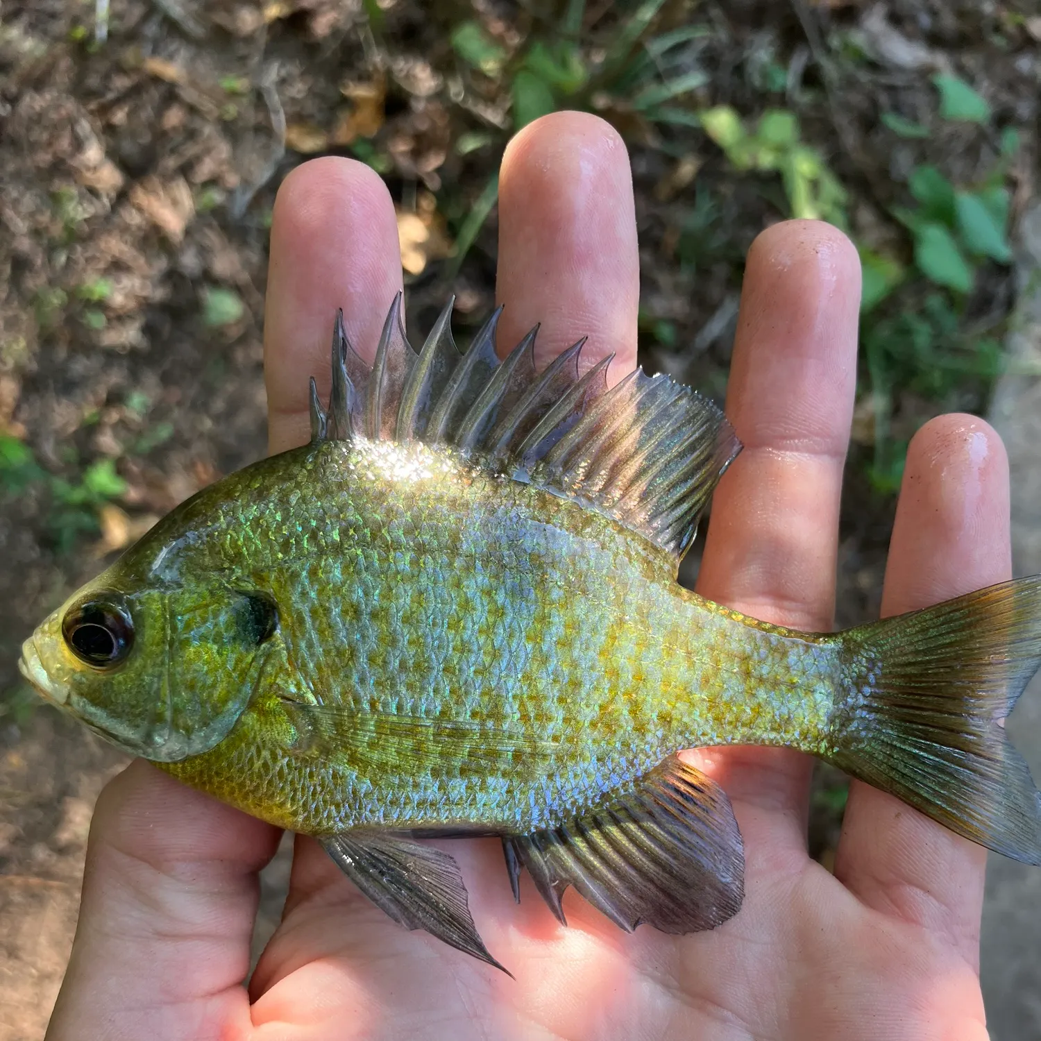 Spotted sunfish caught on Fishbrain