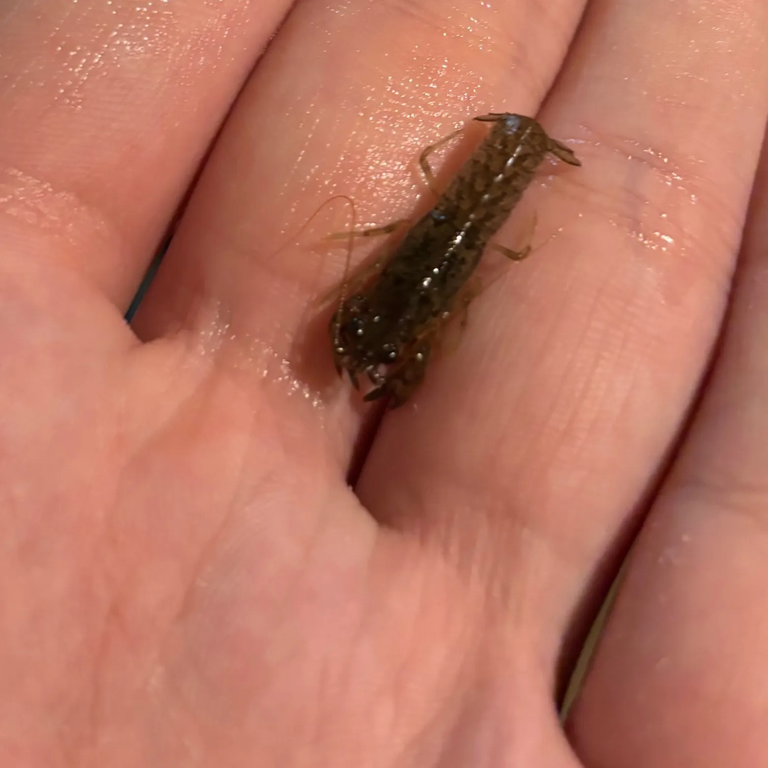 The most recent Northern clearwater crayfish catches on Fishbrain