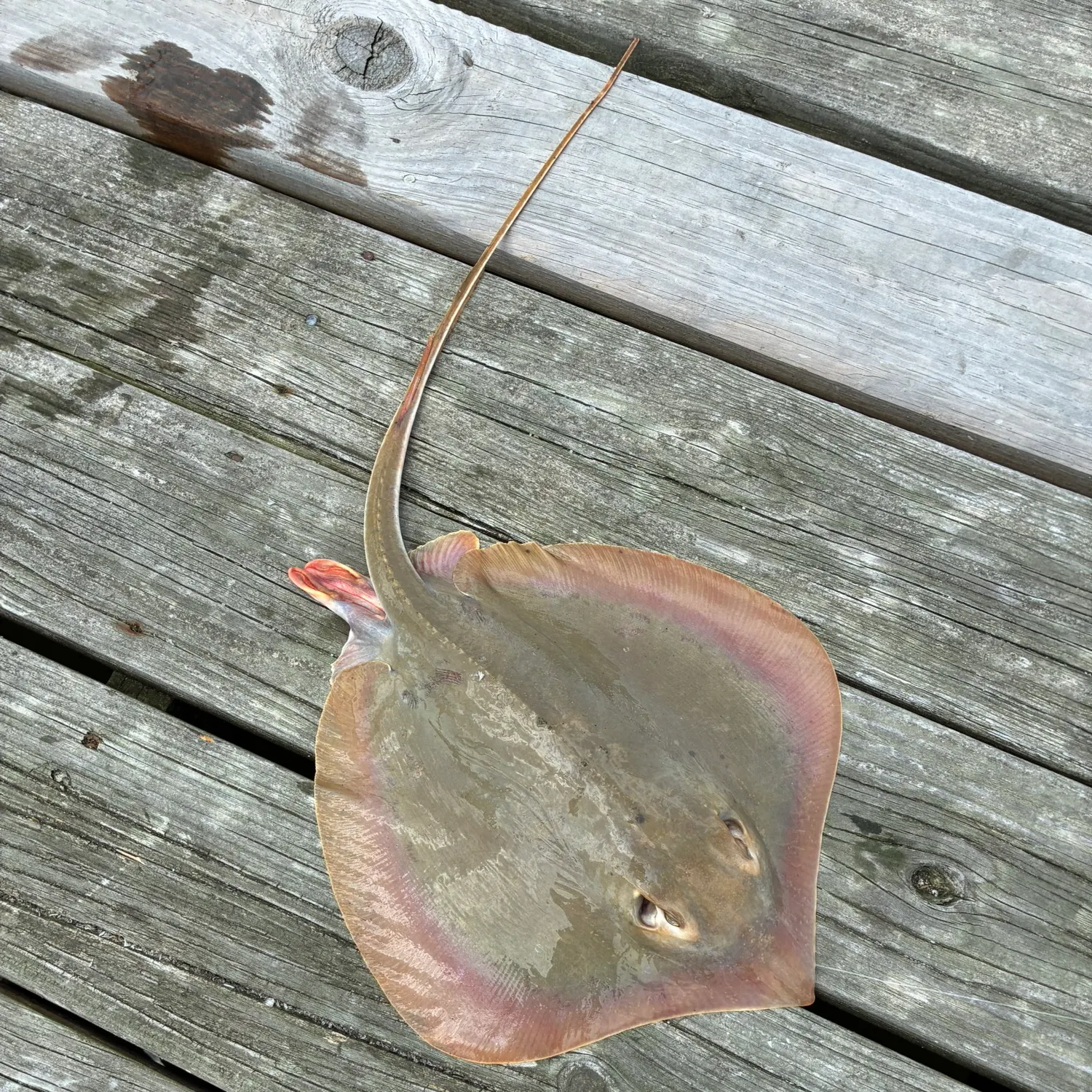 The most recent Atlantic stingray catches on Fishbrain