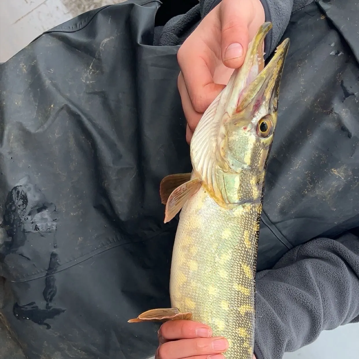 The most recent Northern pike catches on Fishbrain