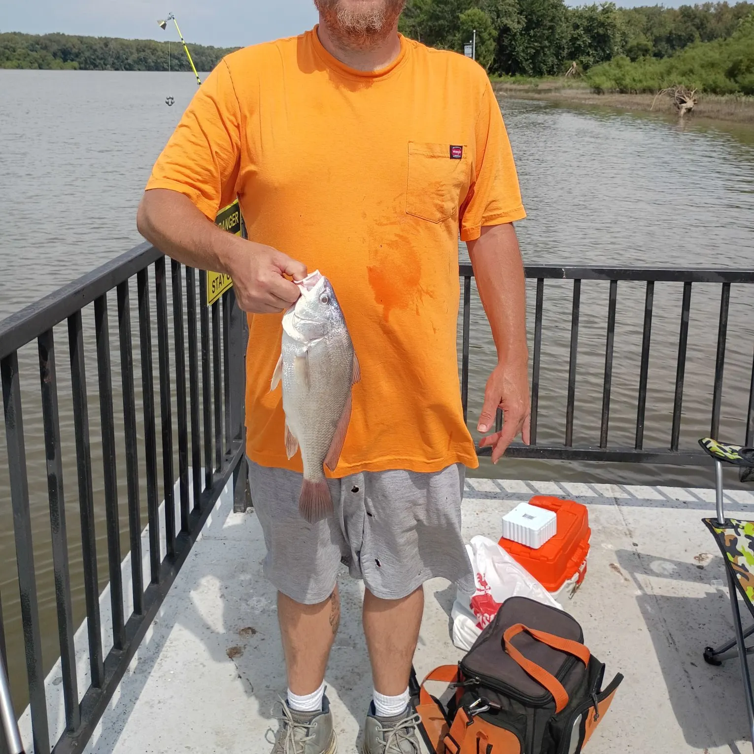 Freshwater drum caught on Fishbrain