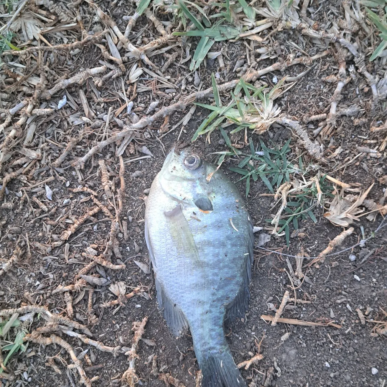 Bluegill caught on Fishbrain