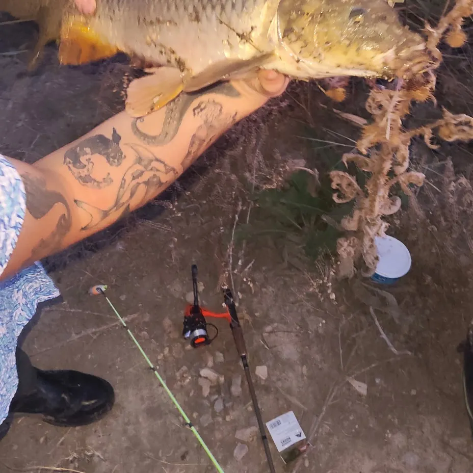 Common carp caught on Fishbrain