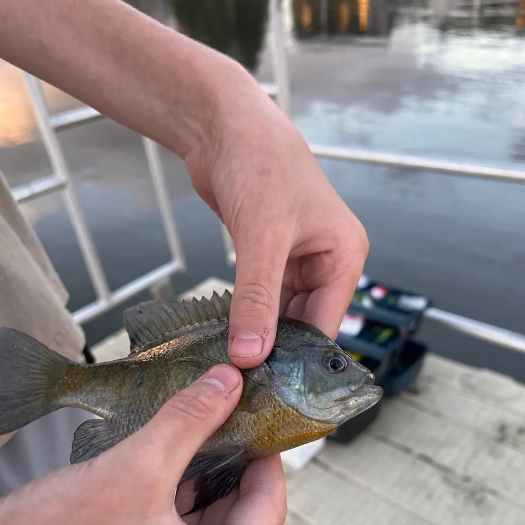 Bluegill caught on Fishbrain