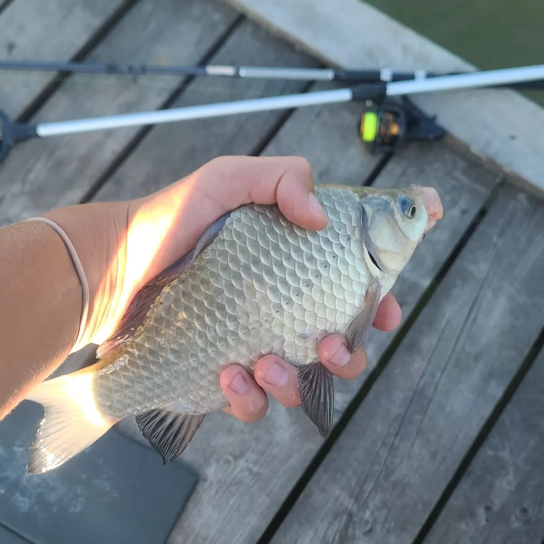 The most recent Crucian carp catches on Fishbrain