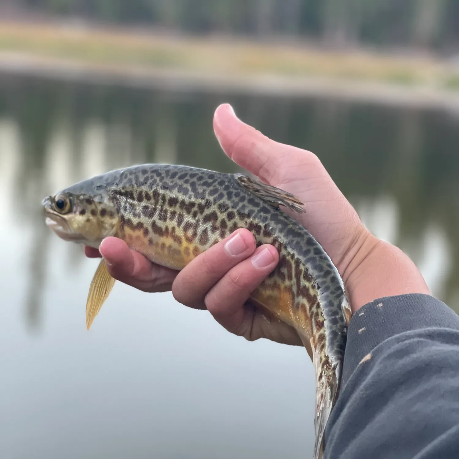 The most recent Tiger trout catches on Fishbrain