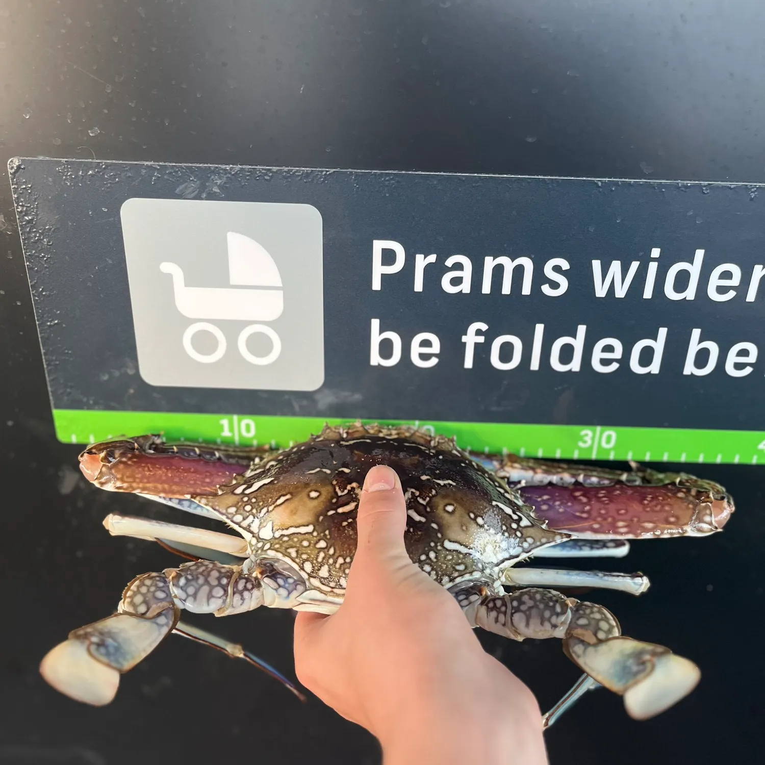 The most recent Blue swimmer crab catches on Fishbrain