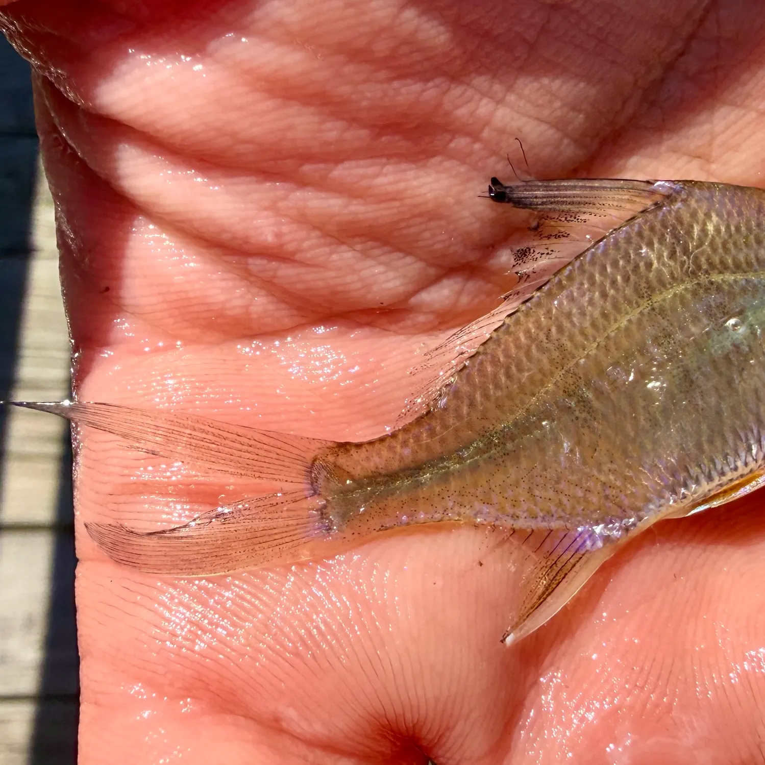 The most recent Irish mojarra catches on Fishbrain