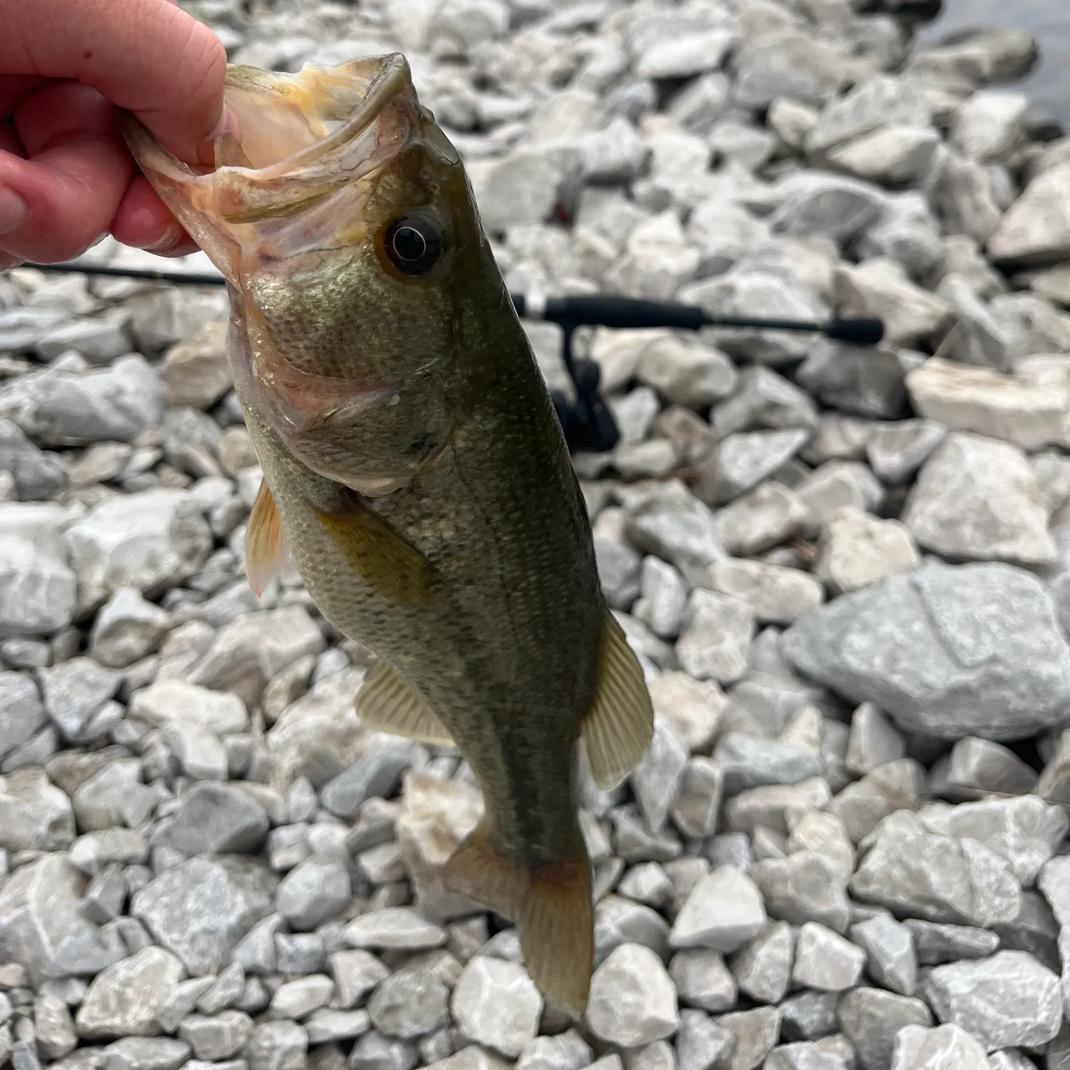Largemouth bass caught on Fishbrain