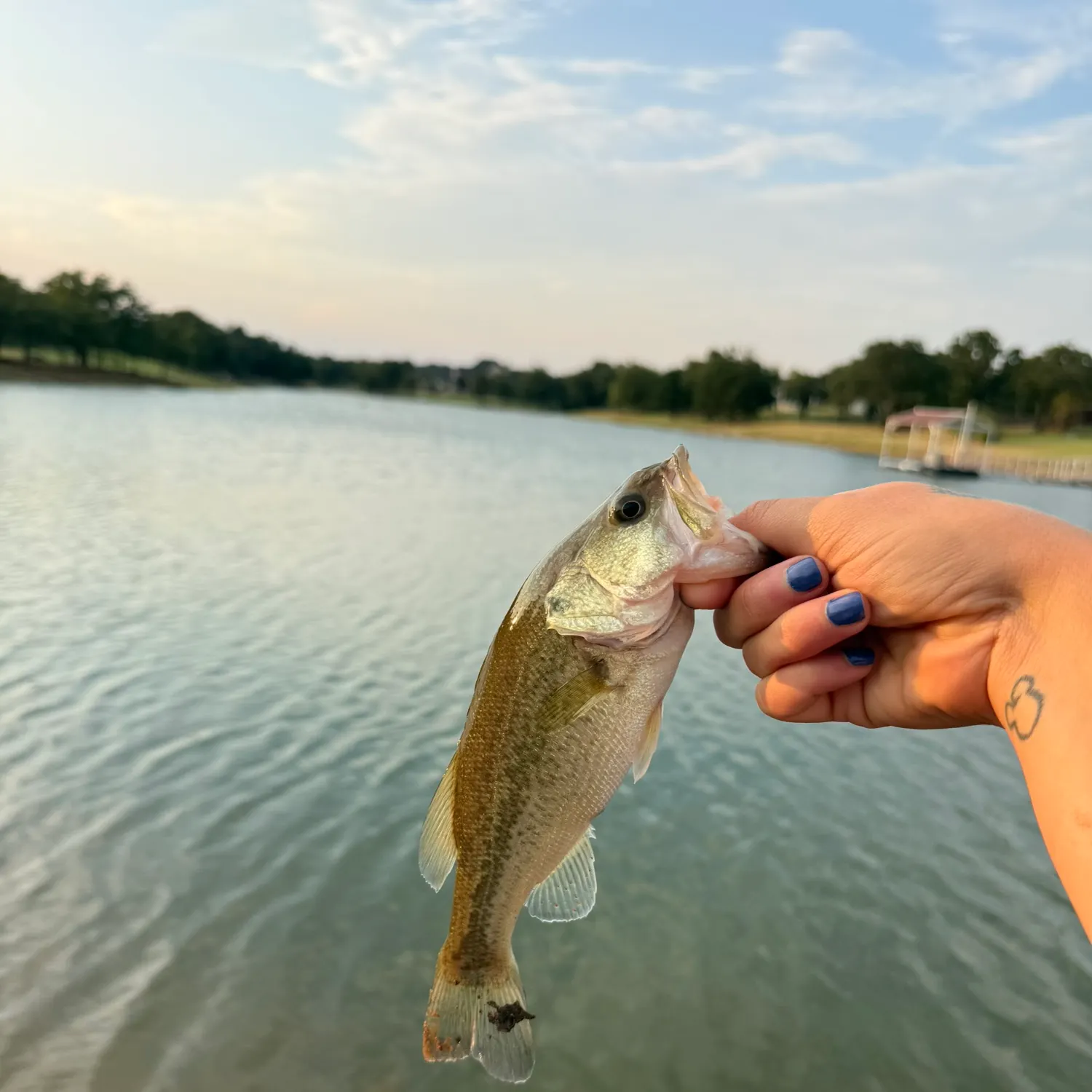 Largemouth bass caught on Fishbrain
