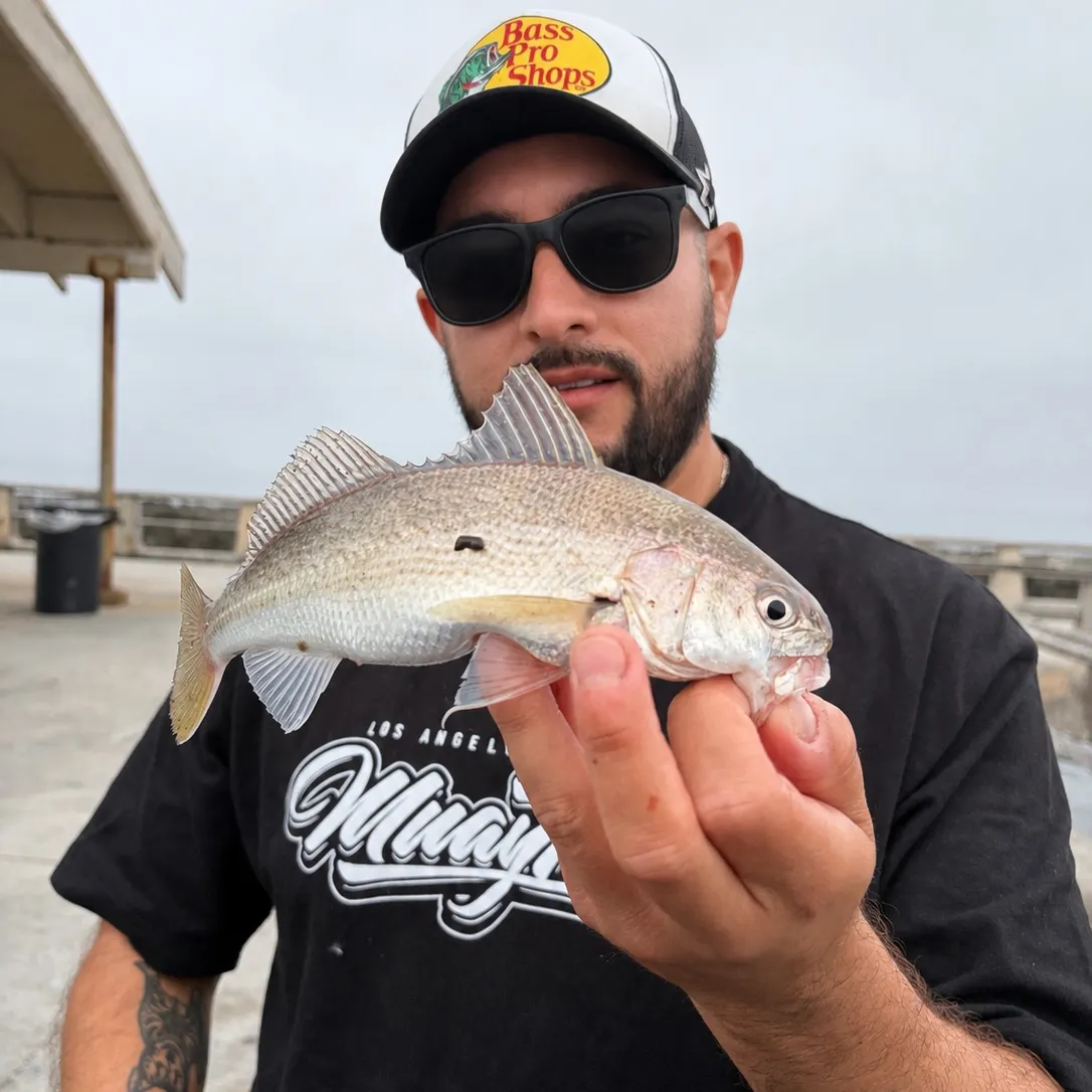 The most recent White croaker catches on Fishbrain