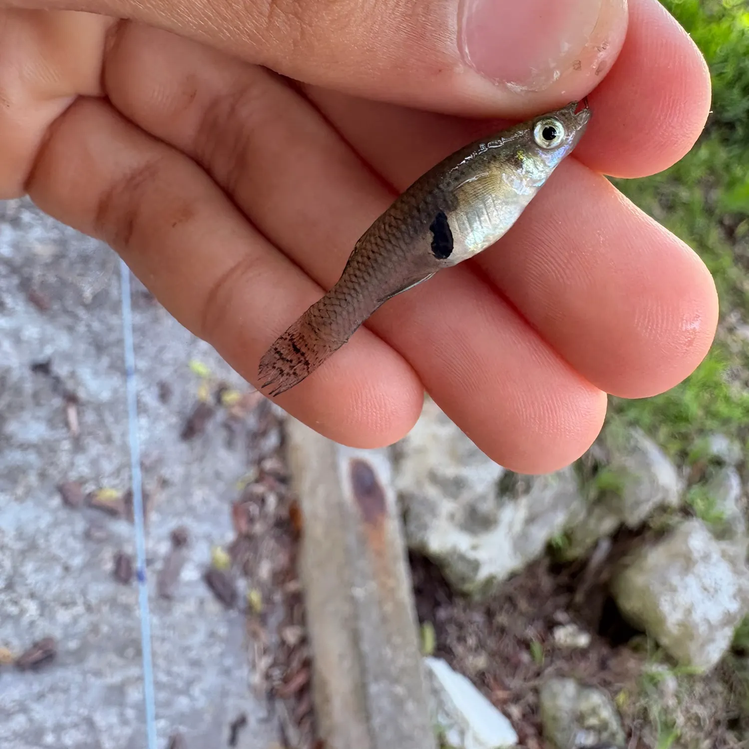 Eastern mosquitofish caught on Fishbrain