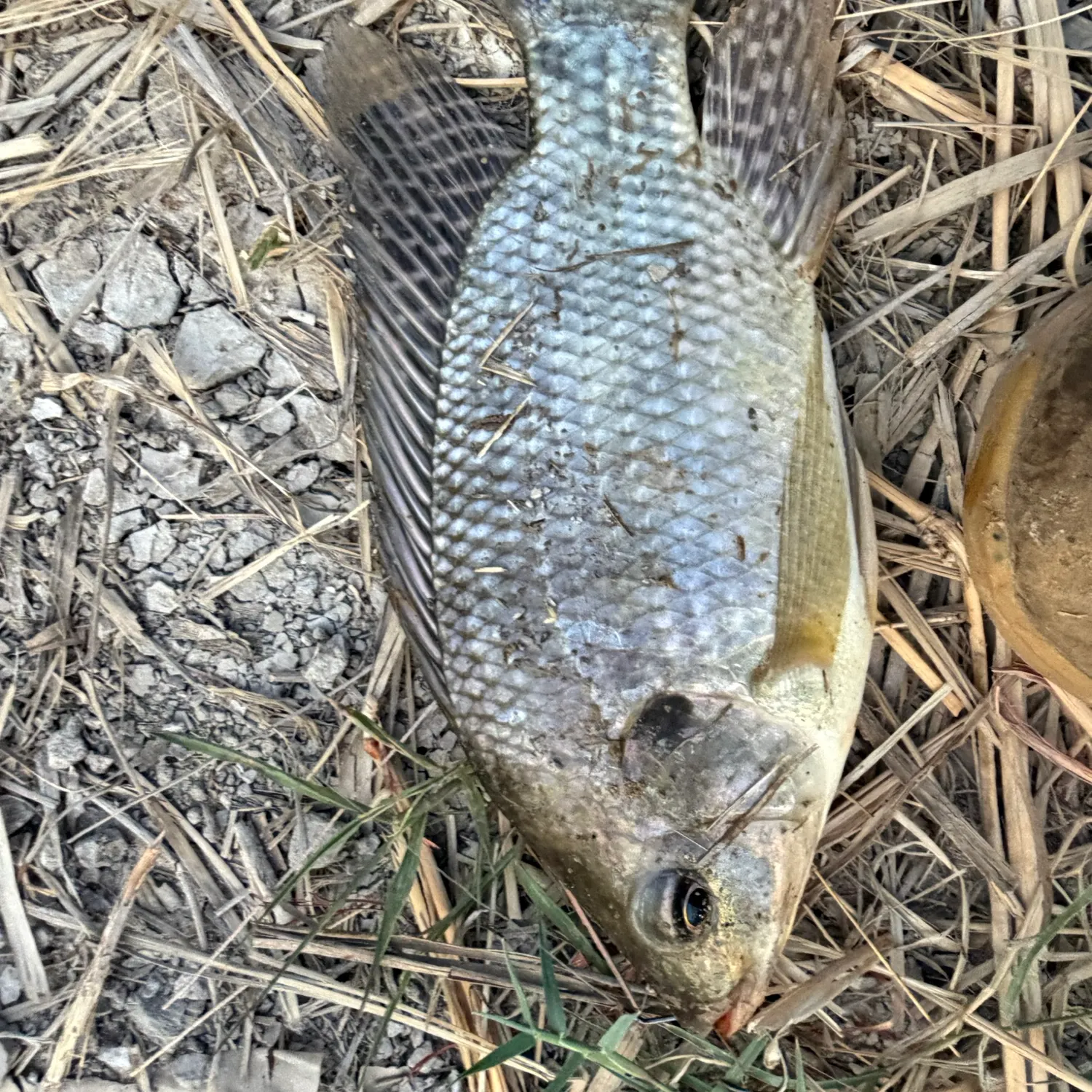 Nile tilapia caught on Fishbrain