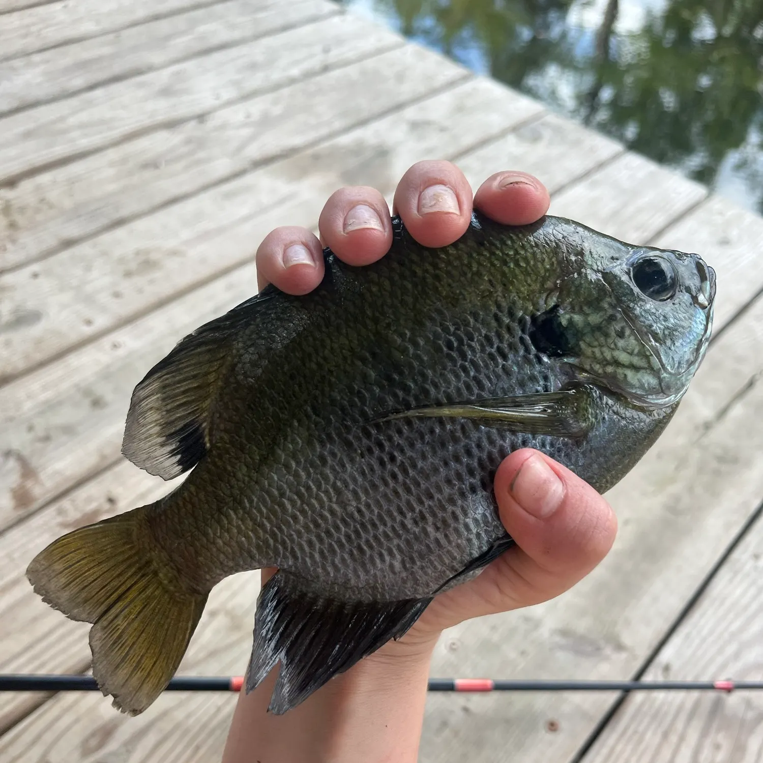 Bluegill caught on Fishbrain