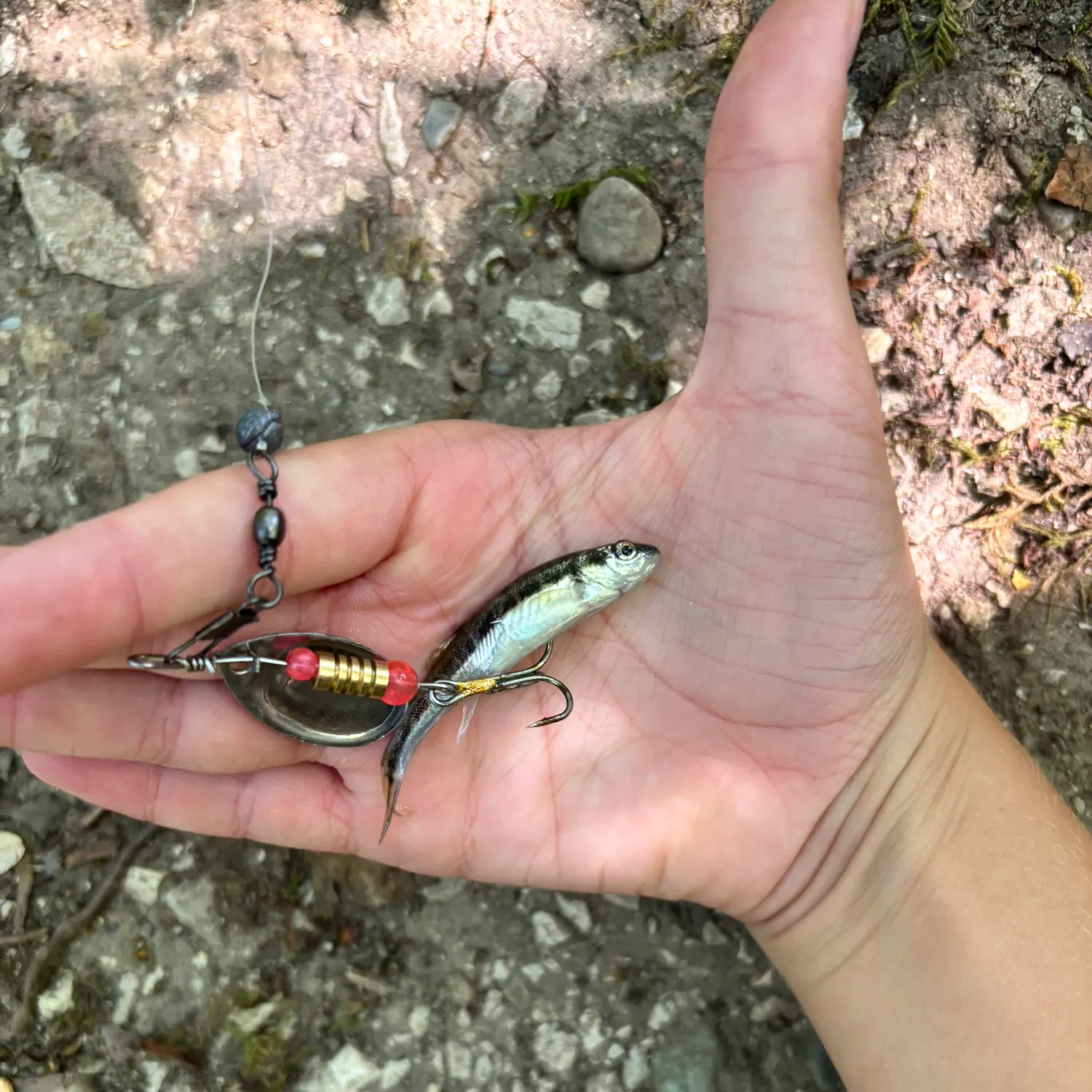 The most recent Barred minnow catches on Fishbrain