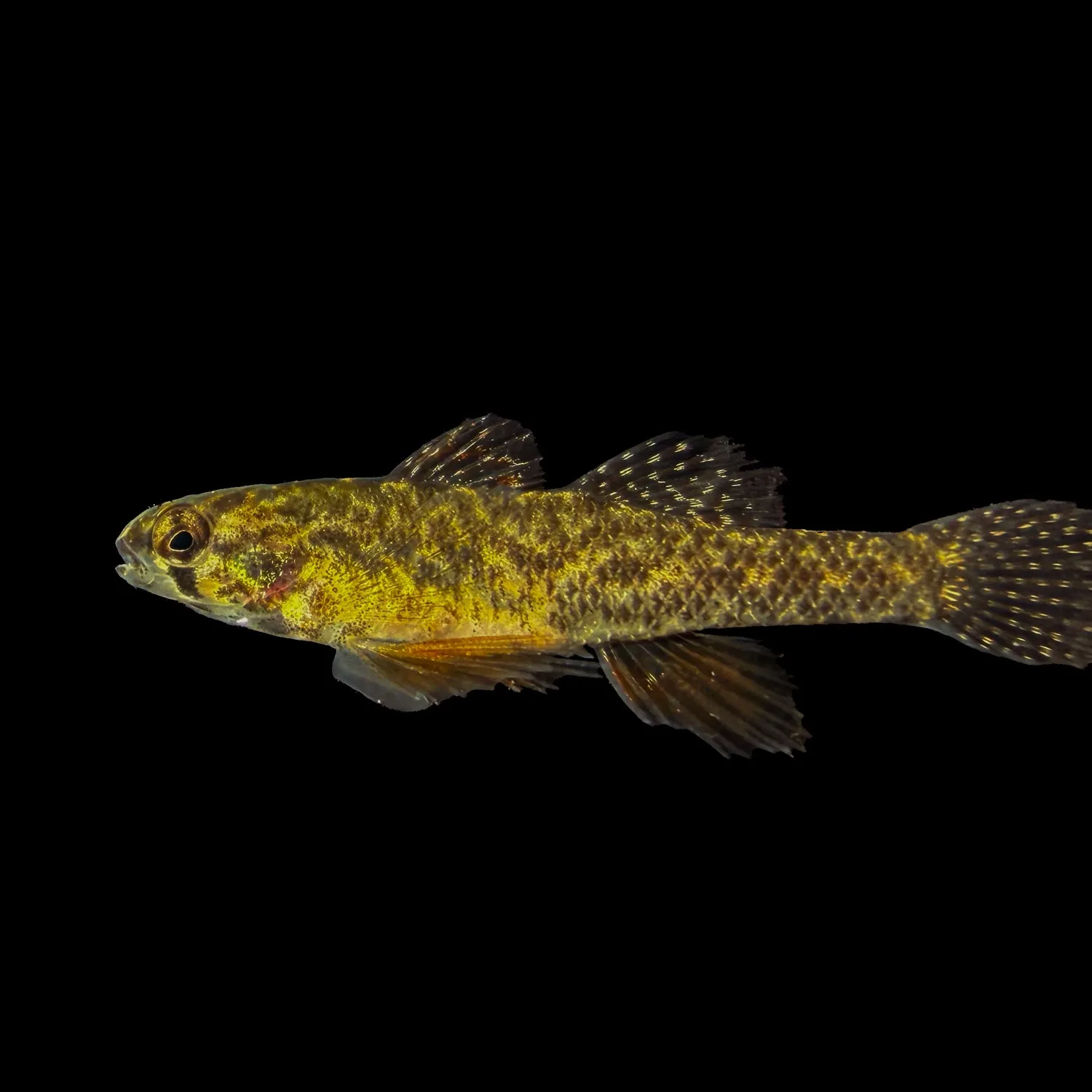 The most recent Swamp darter catches on Fishbrain