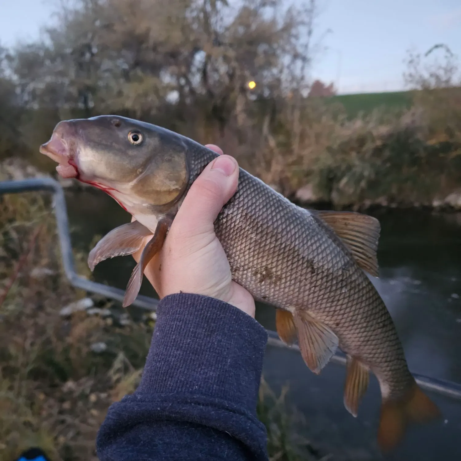 The most recent Utah sucker catches on Fishbrain
