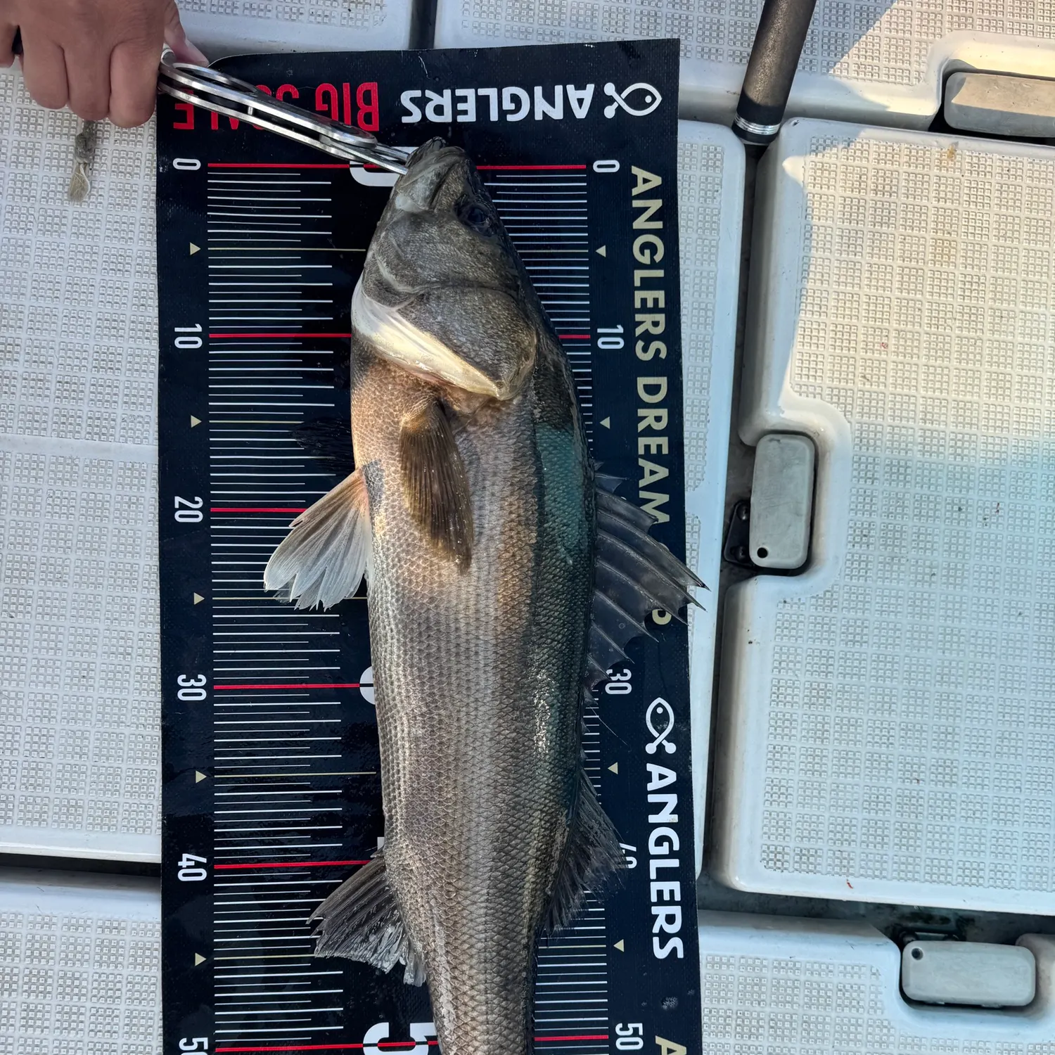The most recent Japanese seabass catches on Fishbrain