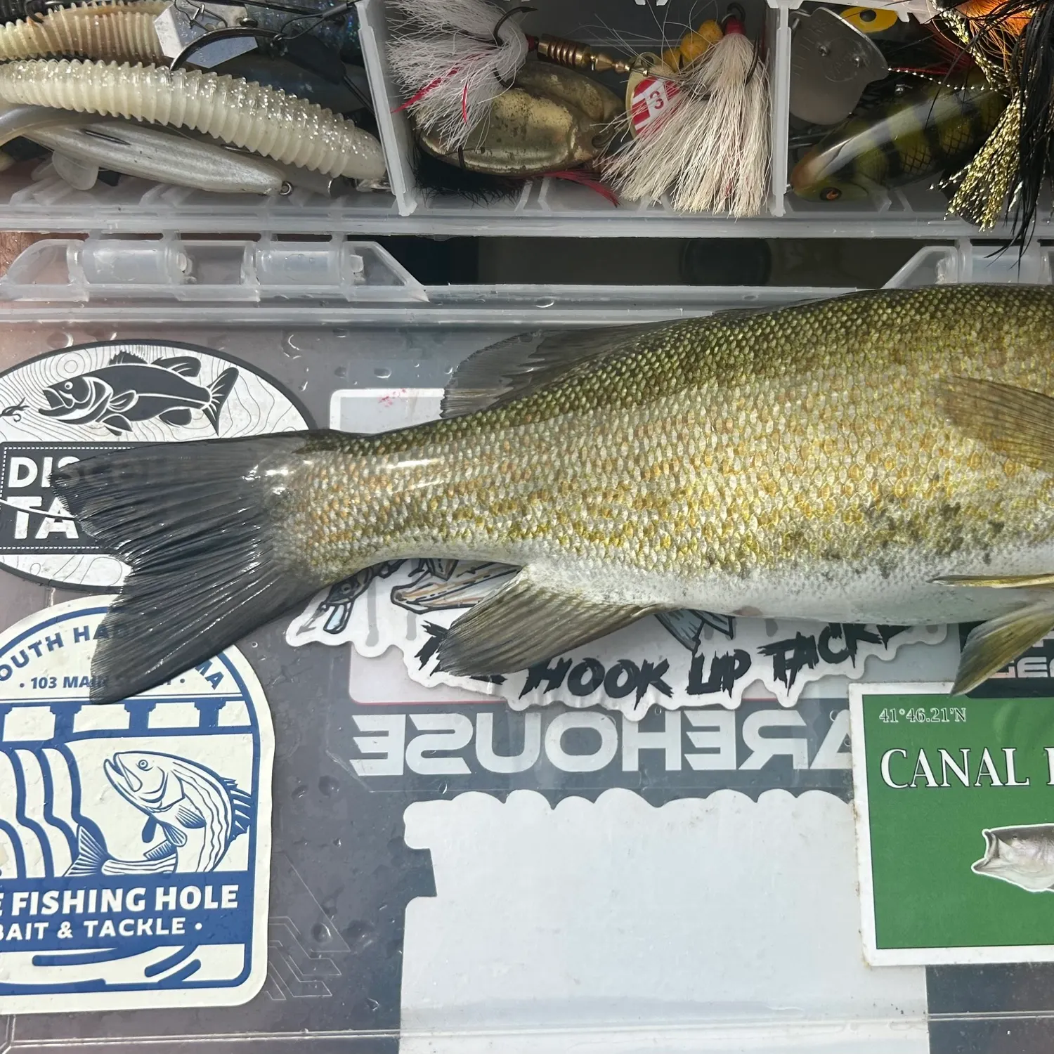 recently logged catches