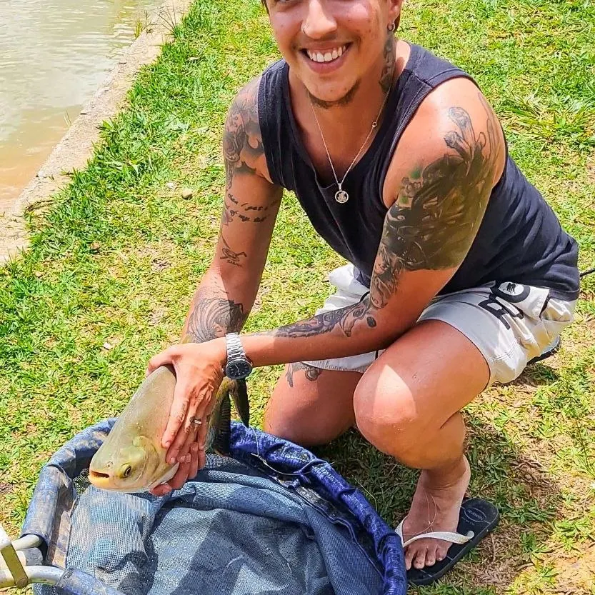 The most recent Black pacu catches on Fishbrain
