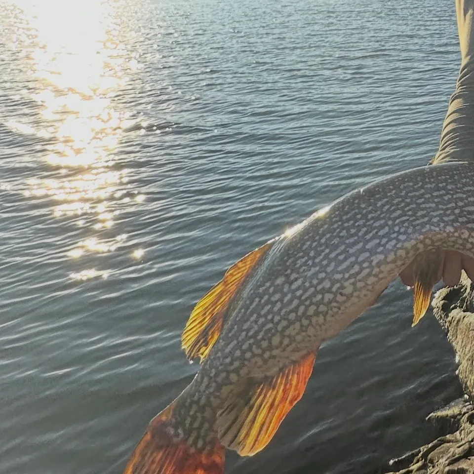 Northern pike caught on Fishbrain