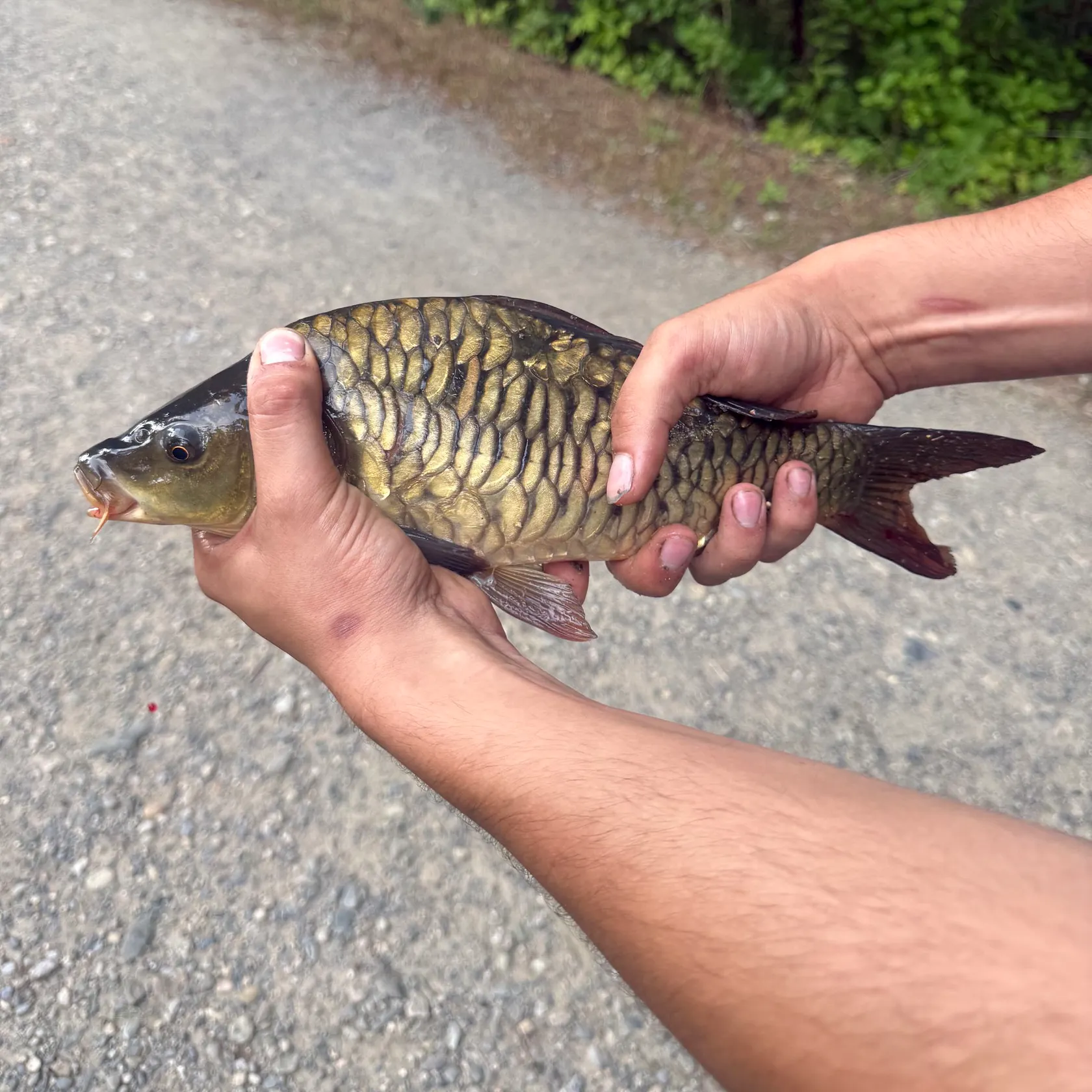 catch