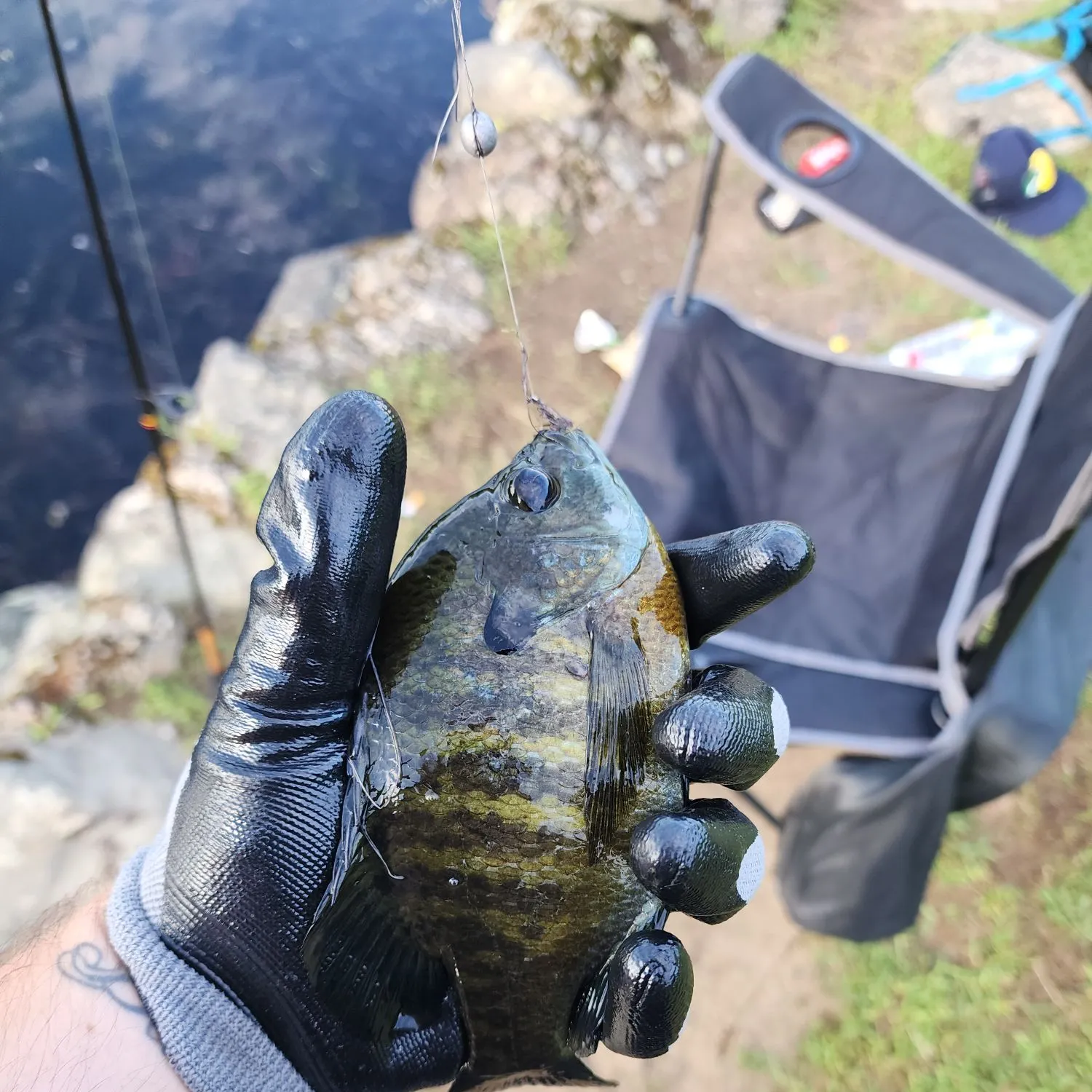 Bluegill caught on Fishbrain