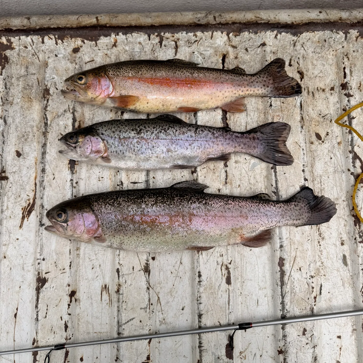 recently logged catches