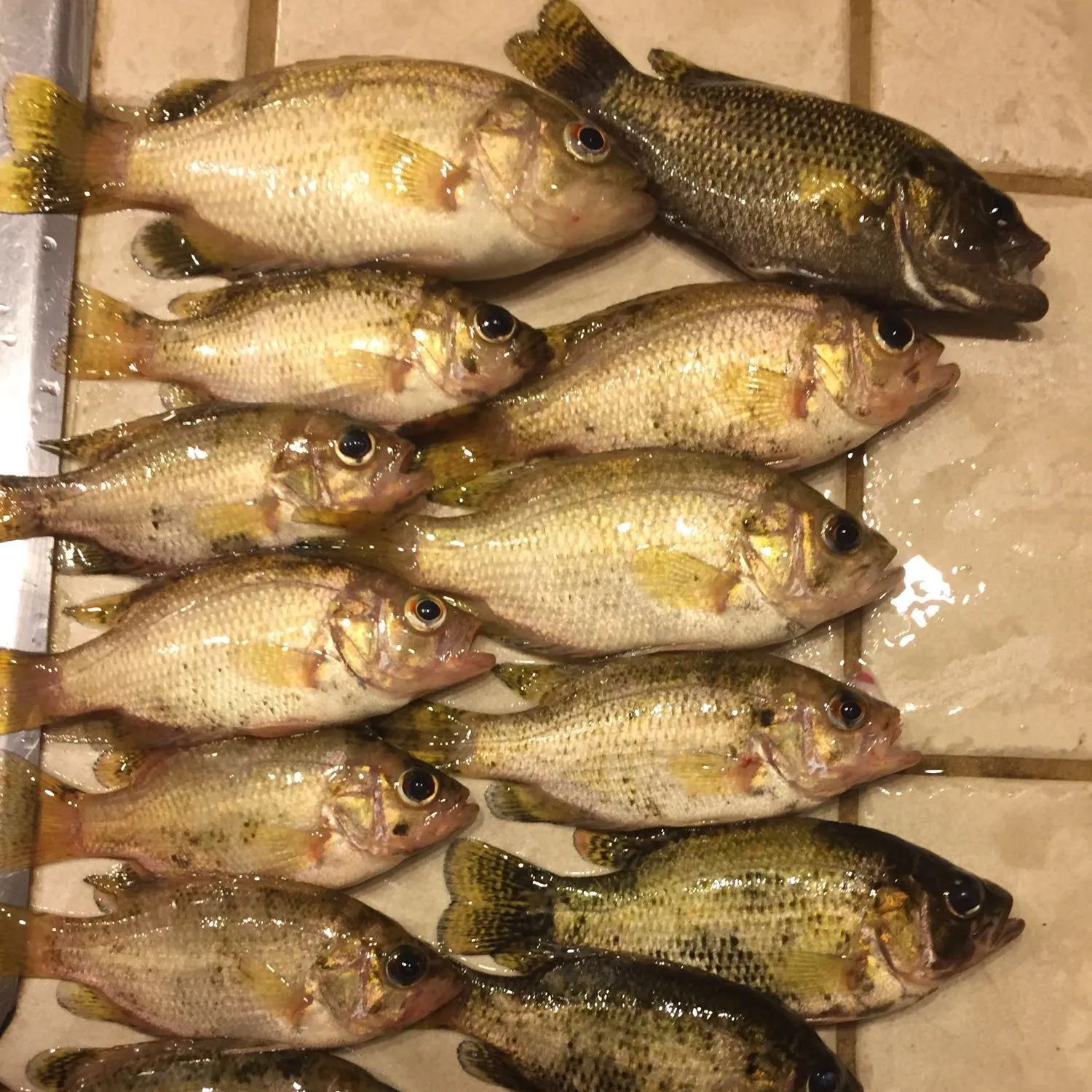 recently logged catches