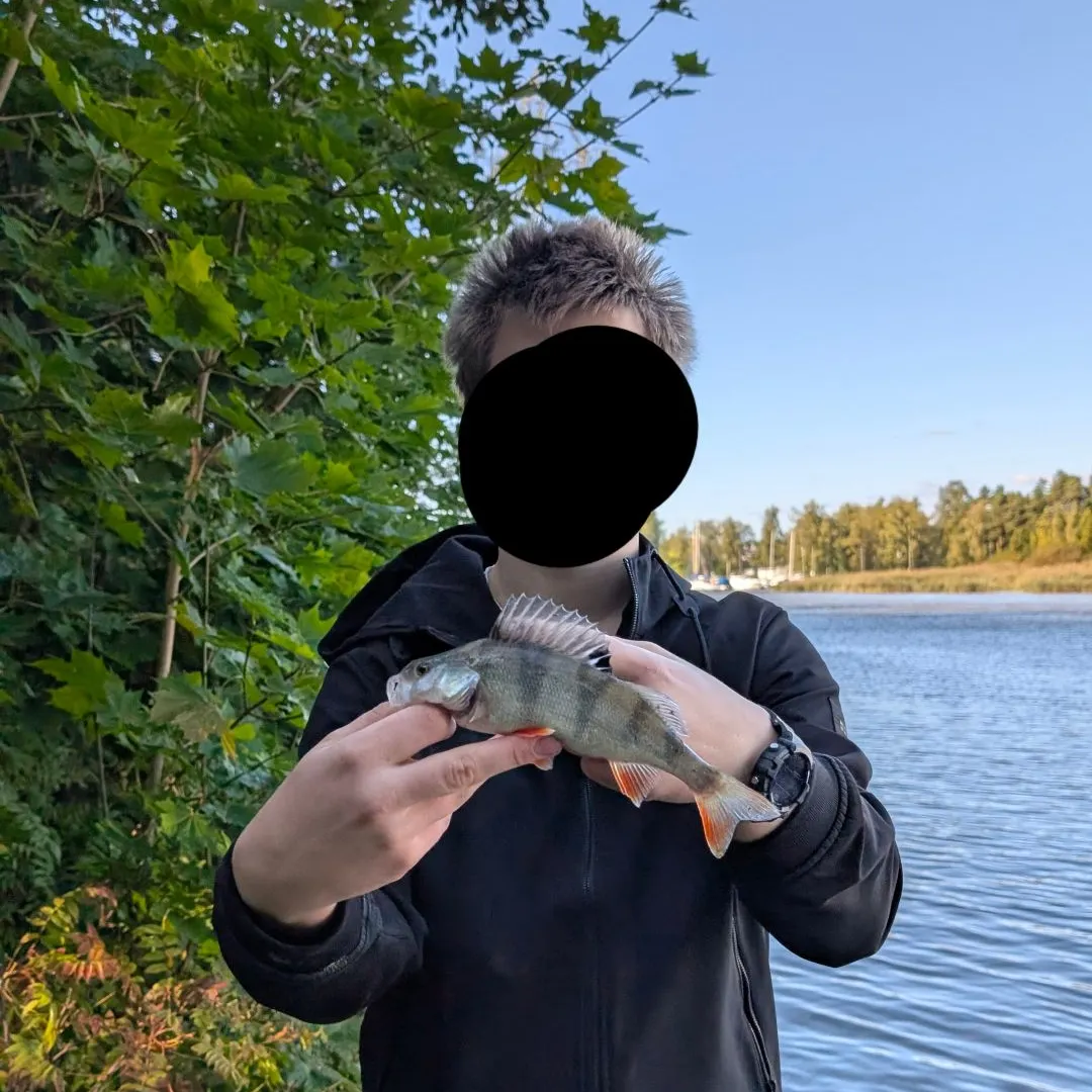 European perch caught on Fishbrain