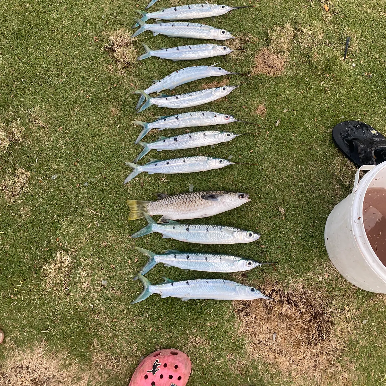 The most recent Eastern sea garfish catches on Fishbrain