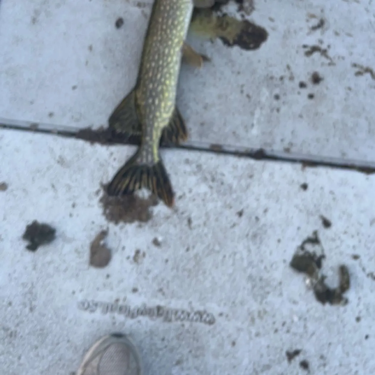 Northern pike caught on Fishbrain