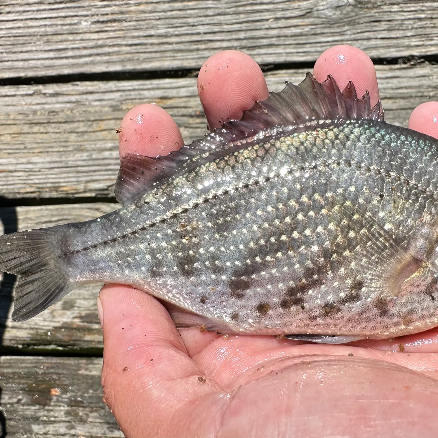 The most recent Tule perch catches on Fishbrain