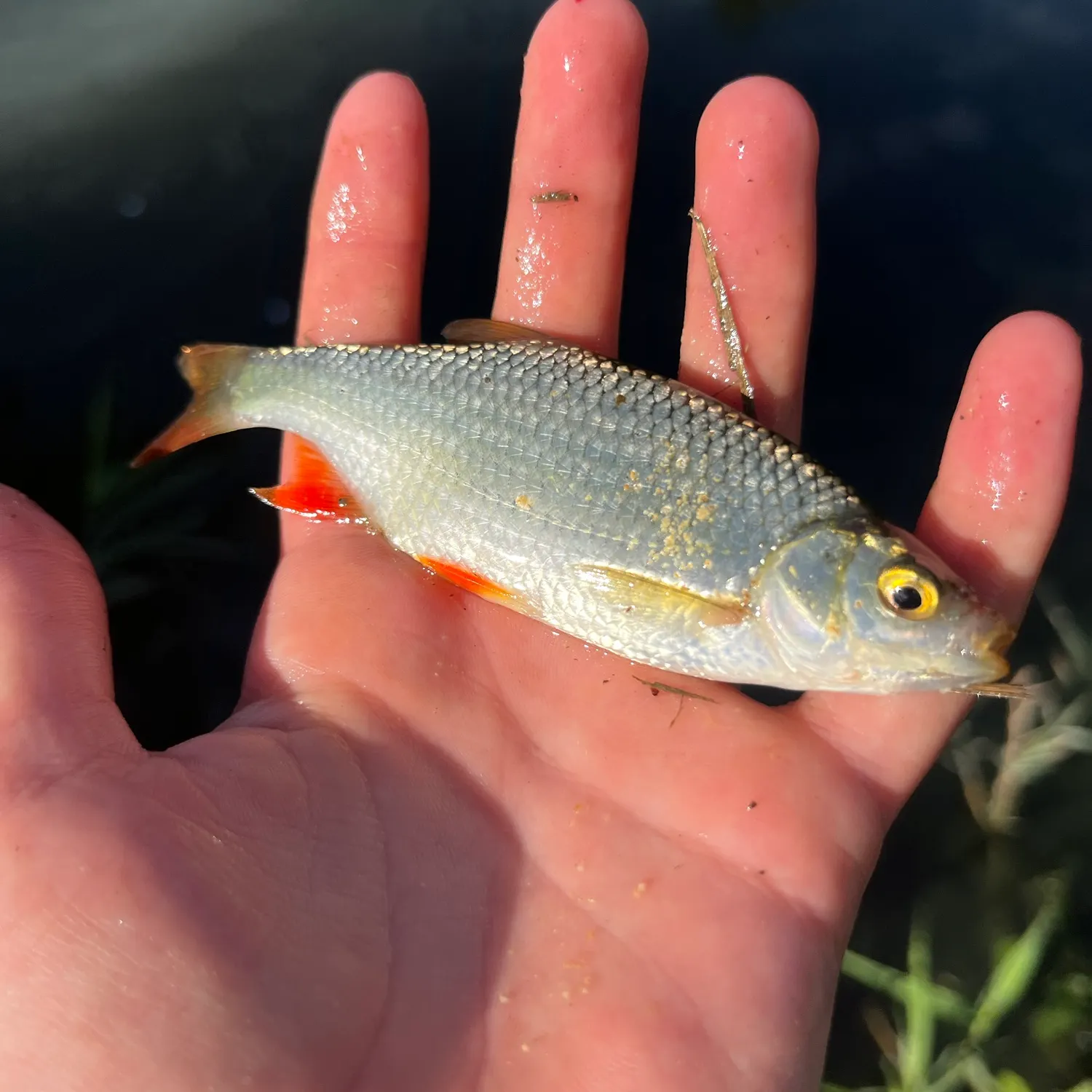 Common roach caught on Fishbrain