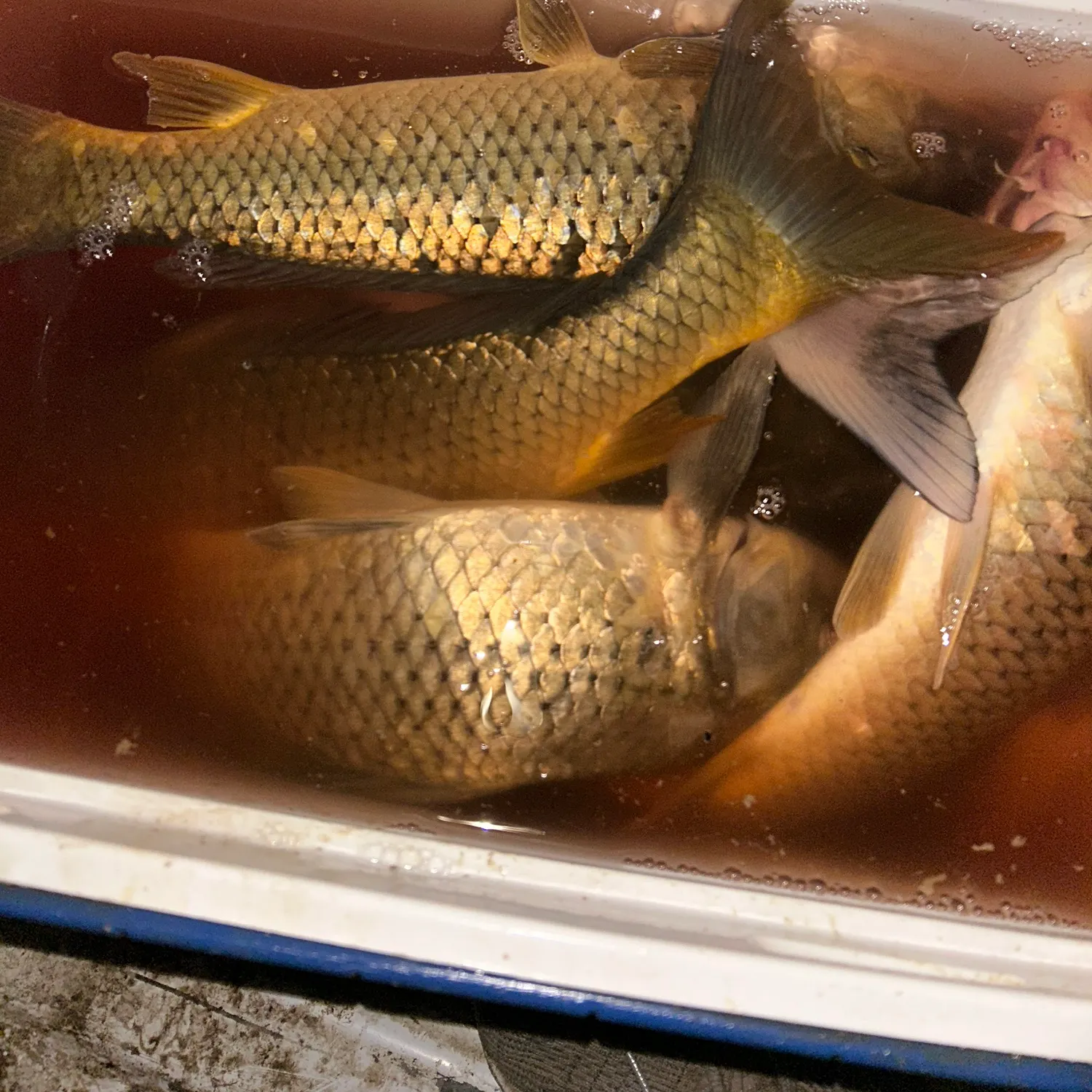 recently logged catches