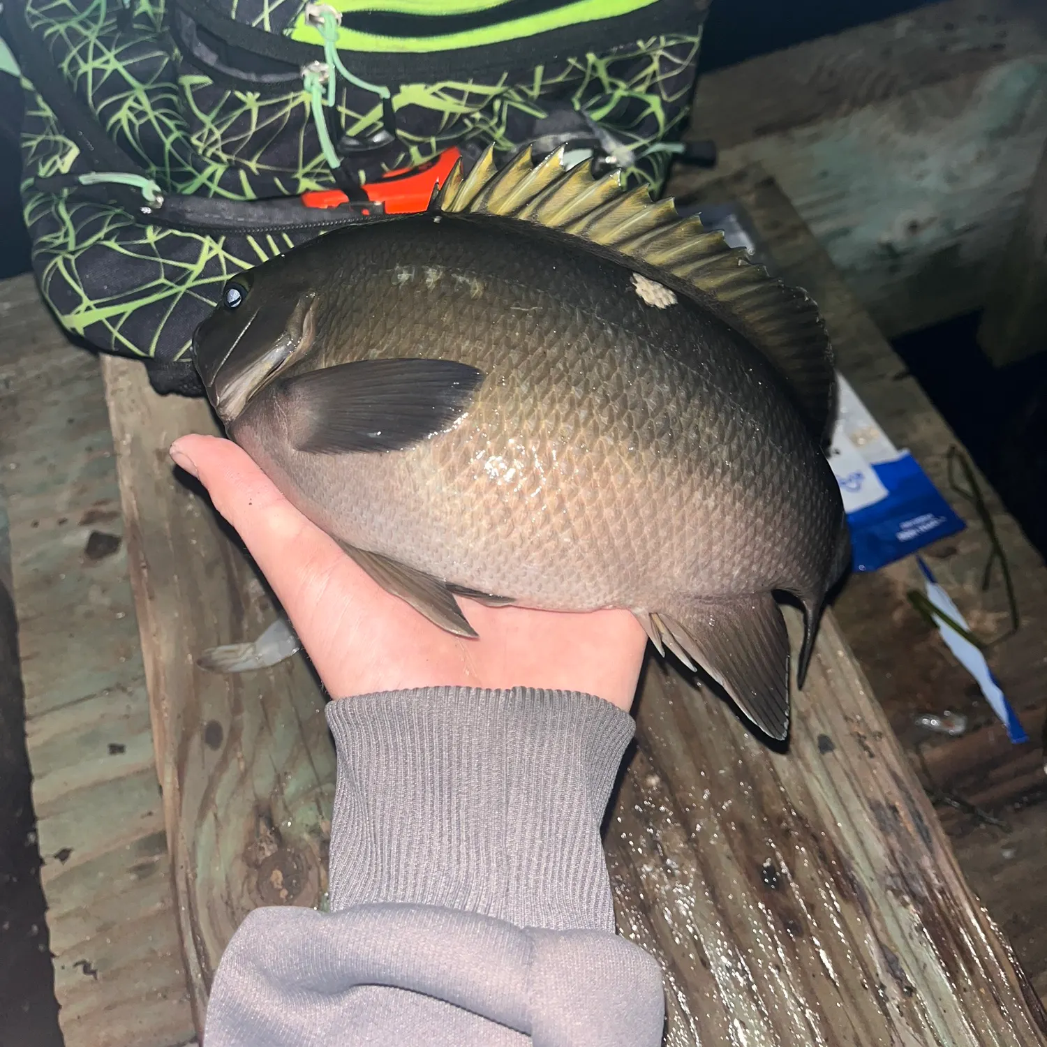 recently logged catches