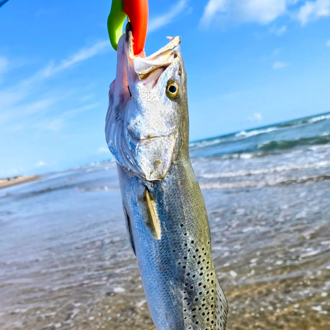 Spotted seatrout caught on Fishbrain