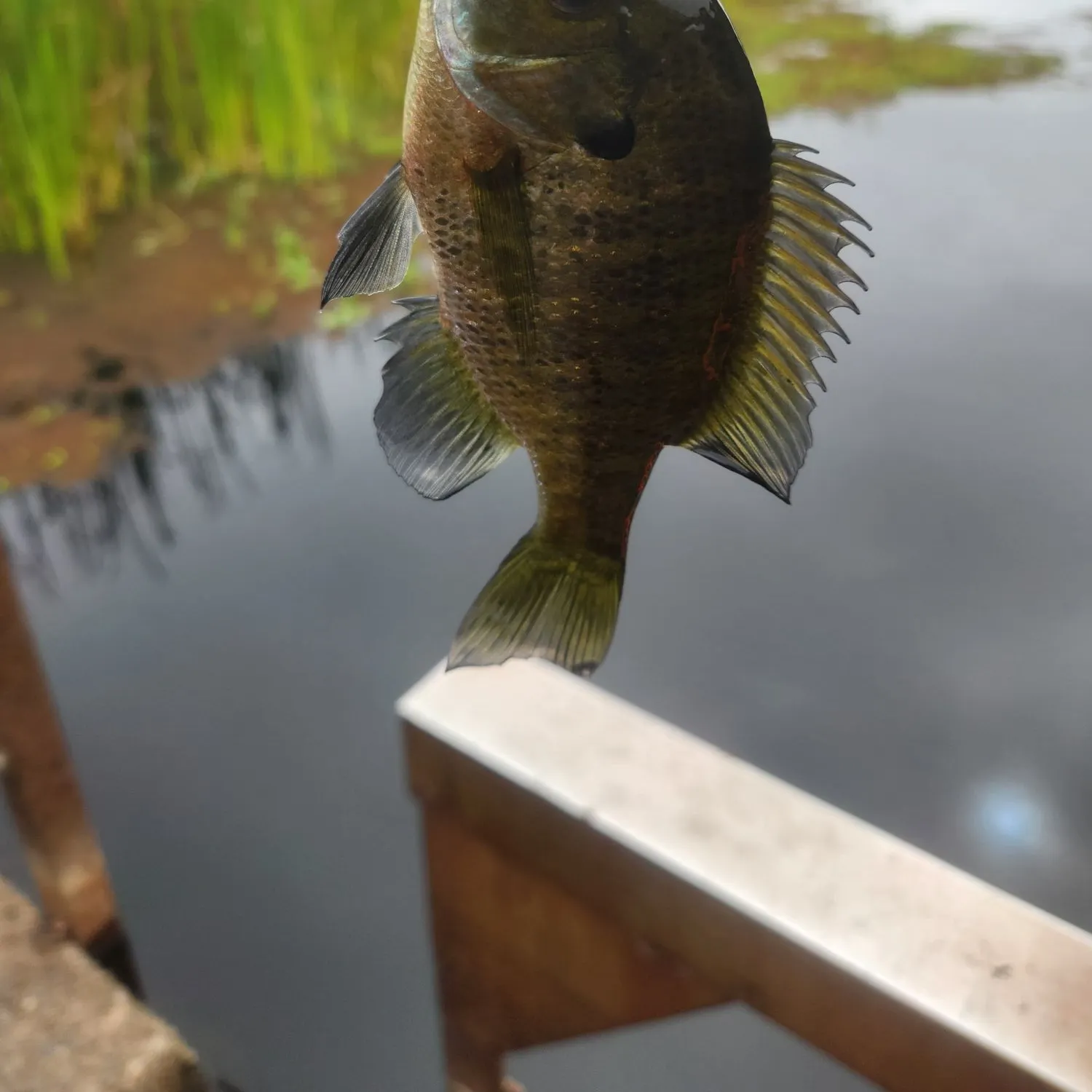 Bluegill caught on Fishbrain