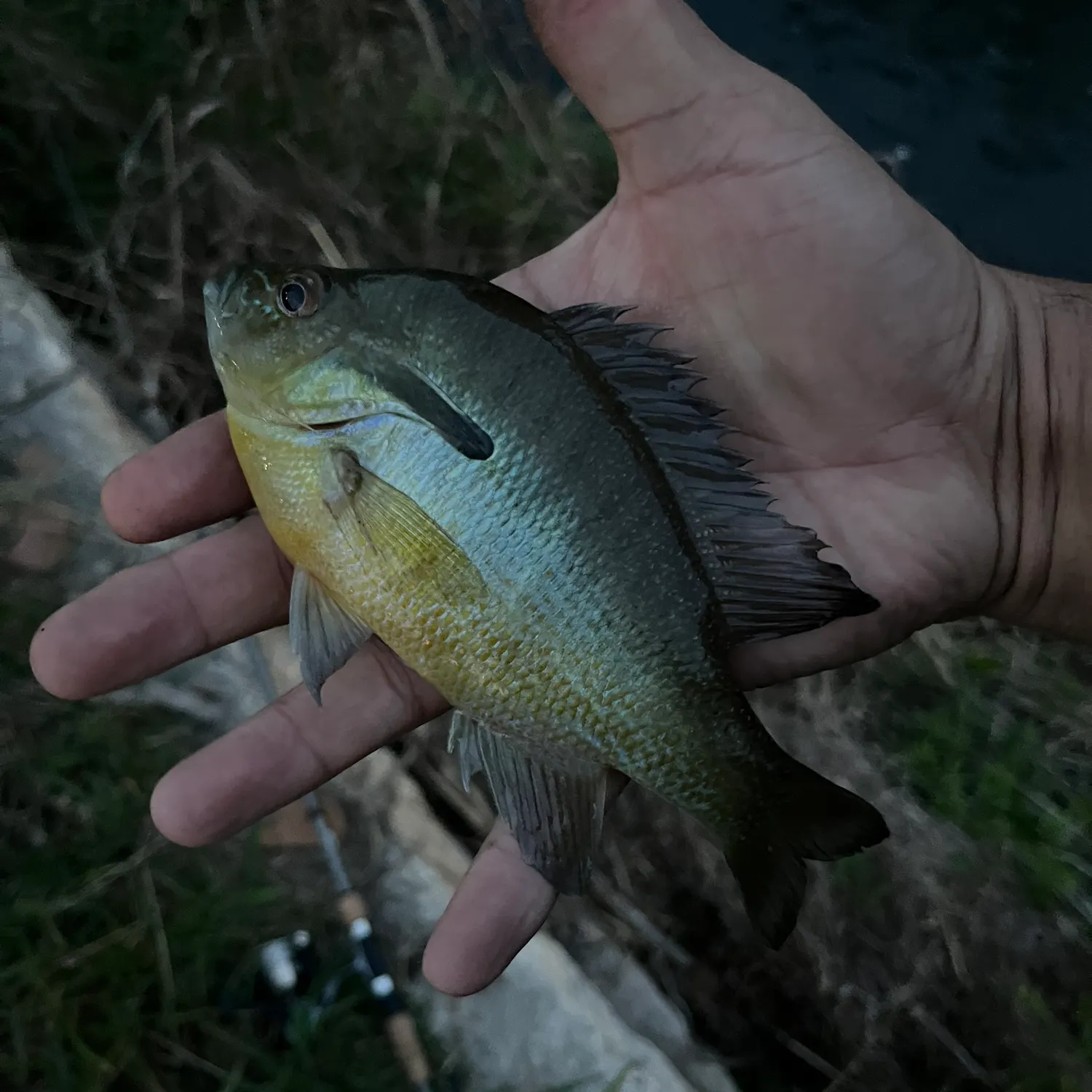 The most recent Redbreast sunfish catches on Fishbrain