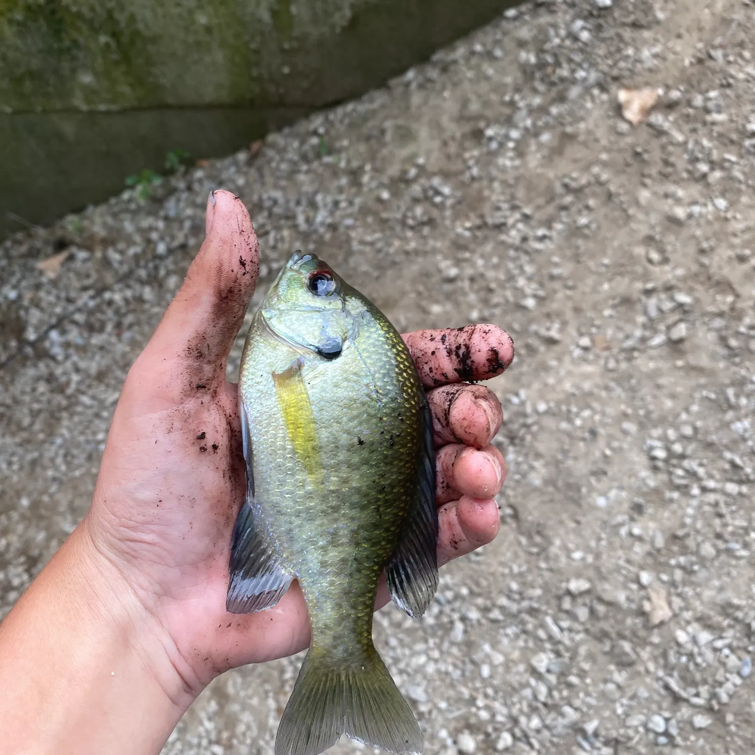 Bluegill caught on Fishbrain