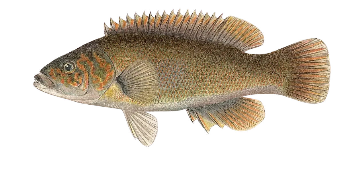 Fishing in Halifax (Canada) ️️️️ Find Spots, Species & Tips