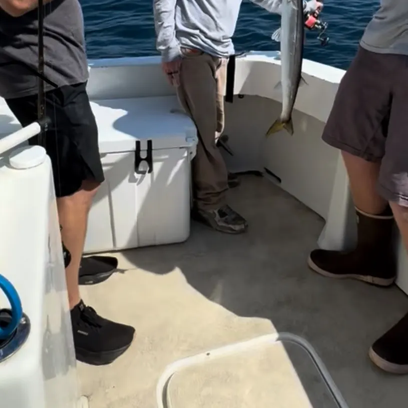 The most recent Pacific barracuda catches on Fishbrain