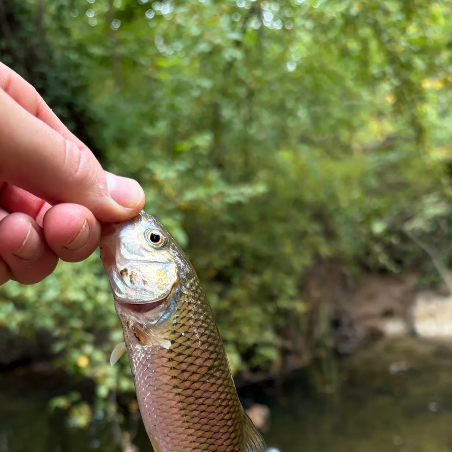 Fallfish caught on Fishbrain