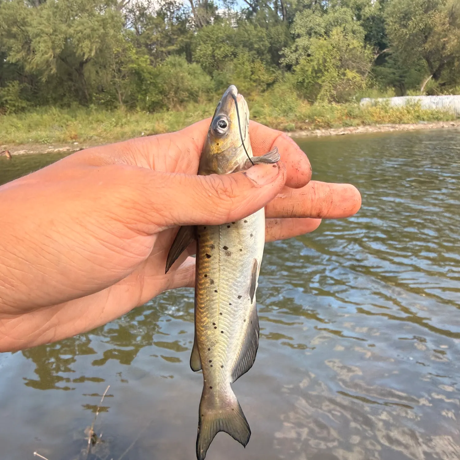 Channel catfish caught on Fishbrain
