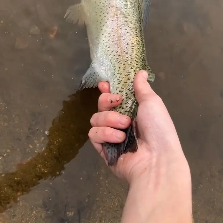 Rainbow trout caught on Fishbrain