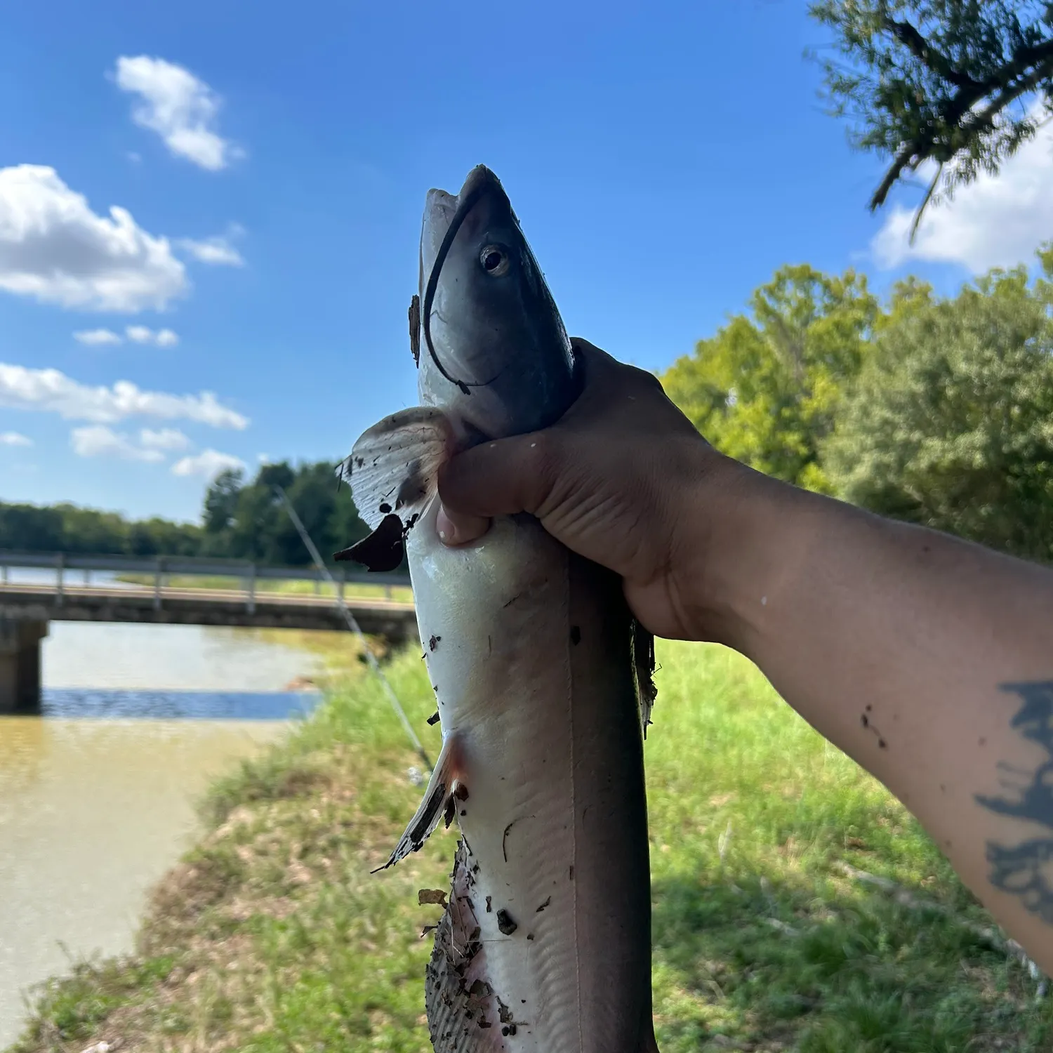 Channel catfish caught on Fishbrain