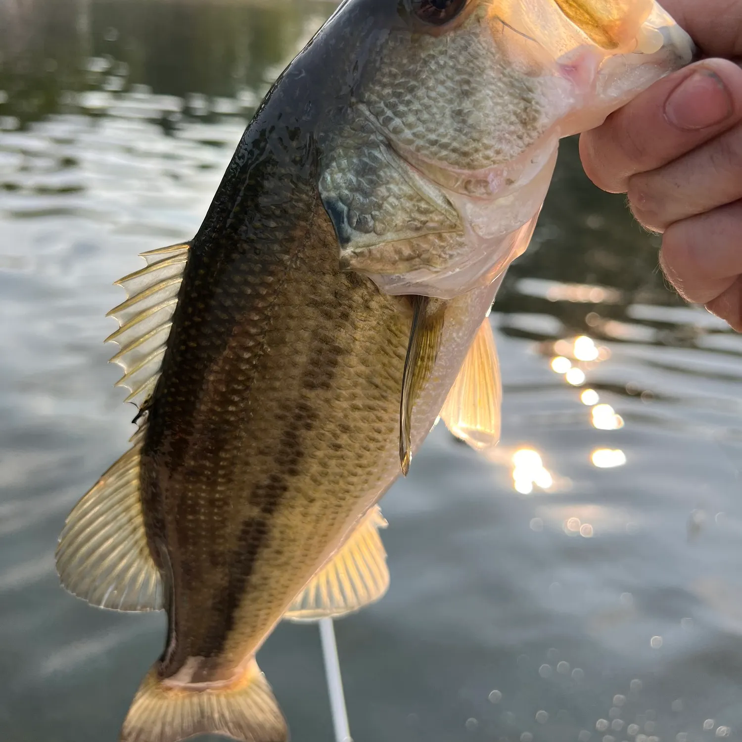 angler catch