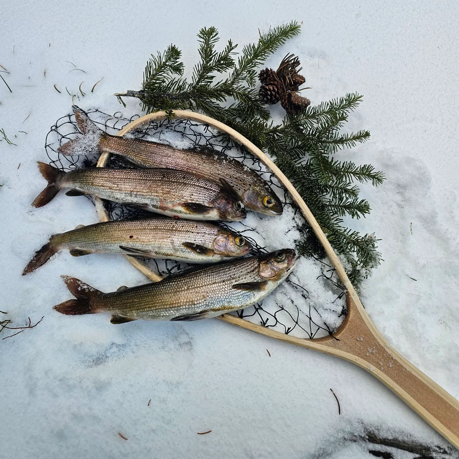 The most recent Arctic grayling catches on Fishbrain