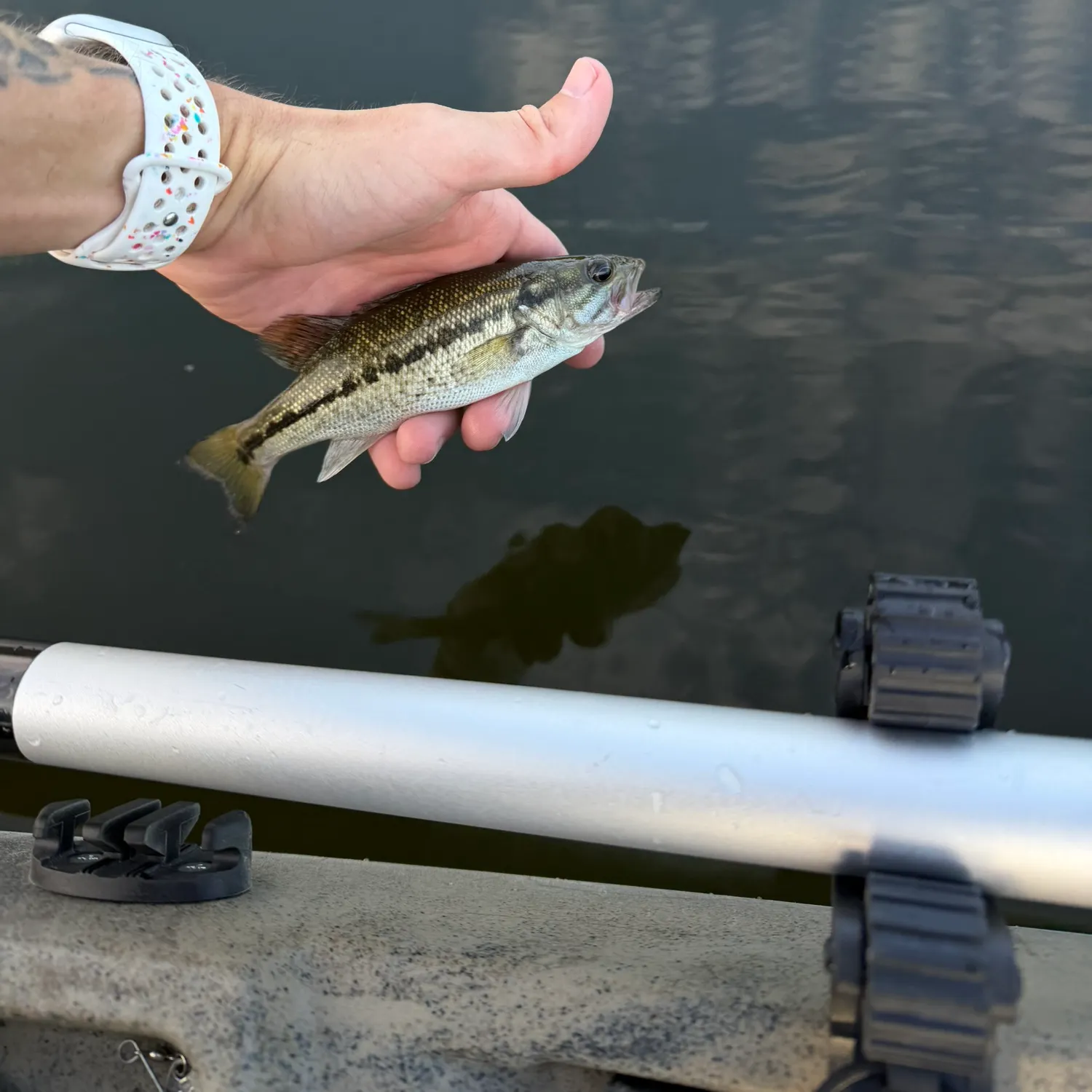 Spotted bass caught on Fishbrain