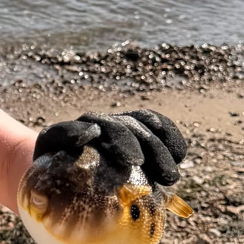 Northern puffer caught on Fishbrain